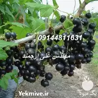 فروش نهال انگور فرنگی سیاه در گروه خرید و فروش نهال انگور در یکمیوه
