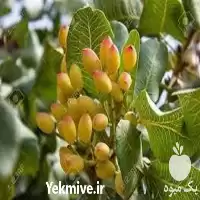 خرید نهال پسته مجوز دار در اصفهان در گروه خرید و فروش نهال پسته در یکمیوه
