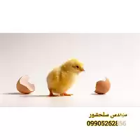 تخم مرغ گوشتی نژاد راس تضمینی در گروه انواع تخم ها در یکمیوه
