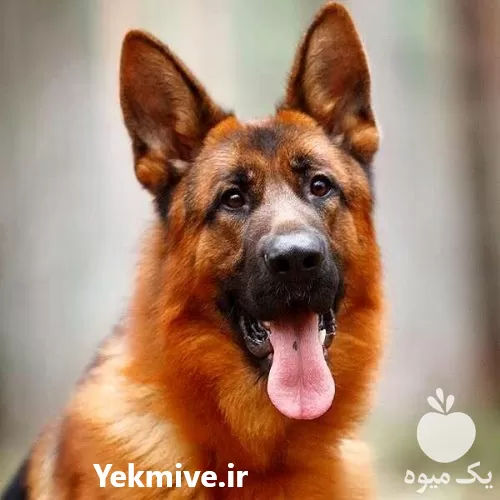 فروش سگ ژرمن مولد در گروه سگ و گربه در یکمیوه -عکس1