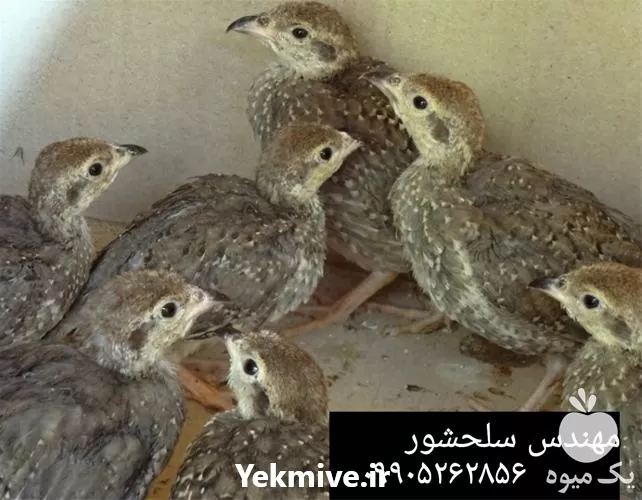 فروش جوجه کبک در گروه مرغ و خروس و بوقلمون و اردک قو قاز در یکمیوه -عکس1