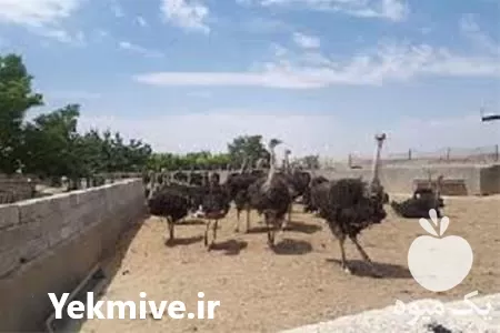 آموزش پرورش شترمرغ به صورت حضوری در گروه دوره آموزش کشاورزی در یکمیوه -عکس1