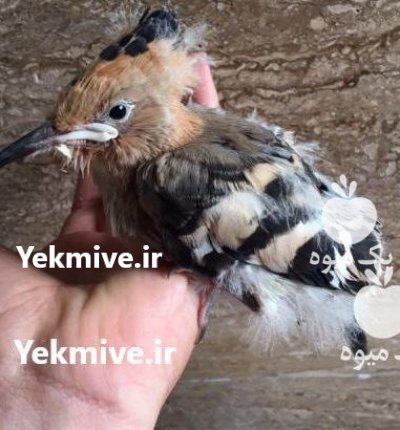 یک عدد جوجه هد هد سالم در قرچک در گروه خرید و فروش انواع پرنده در یکمیوه -عکس1