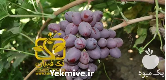 خرید و قیمت نهال انگور صاحبی در آذربایجان غربی در گروه خرید و فروش نهال انگور در یکمیوه -عکس1