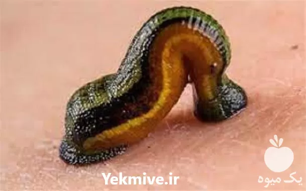 پرورش زالو طبی با مدرک معتبر در تهران در گروه دوره آموزش کشاورزی در یکمیوه -عکس1