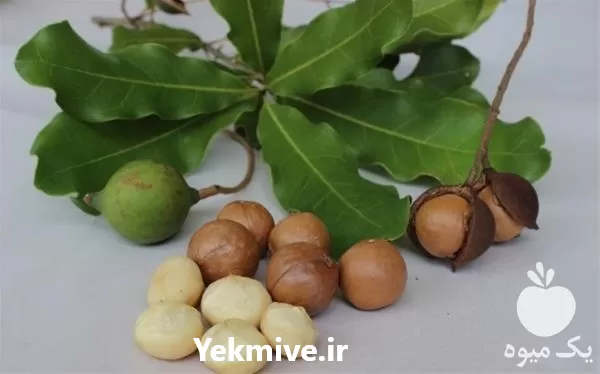 فروش نهال ماکادمیا فندق استرالیایی در گروه خرید و فروش نهال ماکادمیا در یکمیوه -عکس1