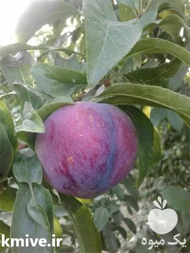 خرید نهال آلو شابلون رقم جارویی در مازندران در گروه خرید و فروش نهال در یکمیوه -عکس1