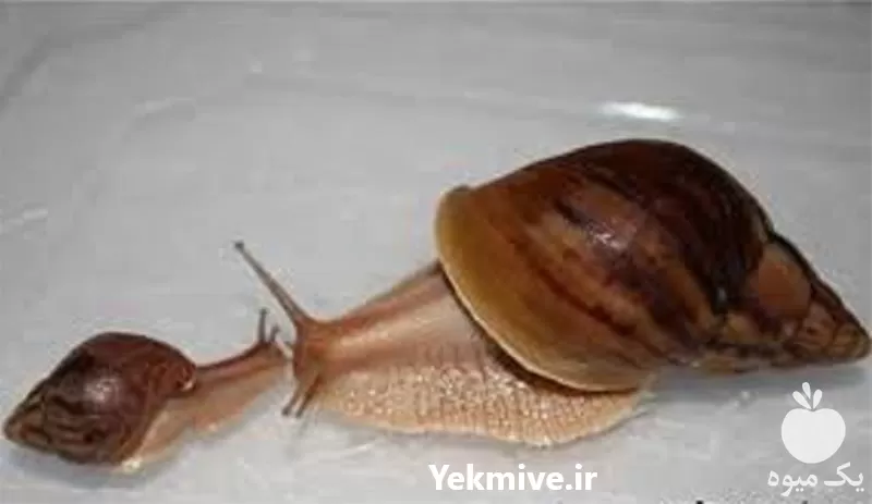 آموزش پرورش حلزون آچاتینا در گروه دوره آموزش کشاورزی در یکمیوه -عکس1