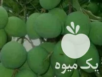 قیمت خرید انبه مخصوص ترشی در میناب در گروه محصولات ترشی در یکمیوه -عکس1