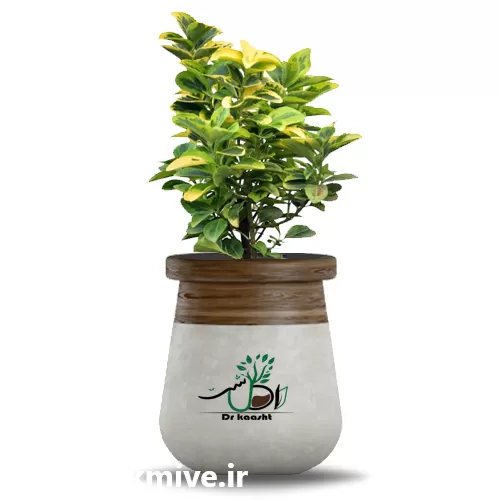 فروش گیاه شمشاد طلایی در گروه خرید و فروش گیاهان زینتی در یکمیوه -عکس1