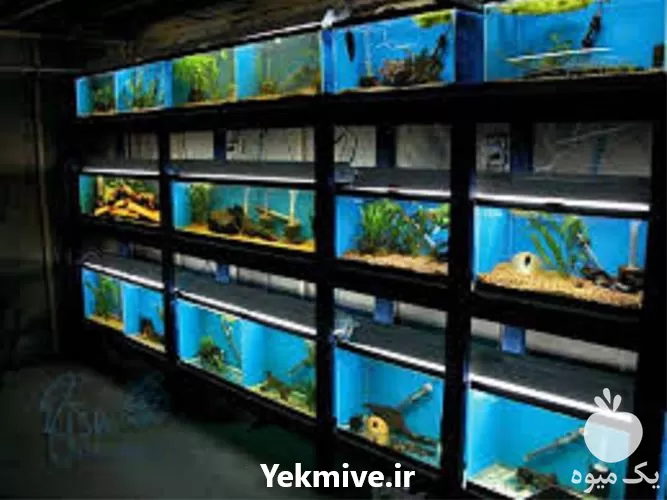 تخصصی پرورش ماهی های زینتی همراه در گروه خرید و فروش انواع ماهی در یکمیوه -عکس1