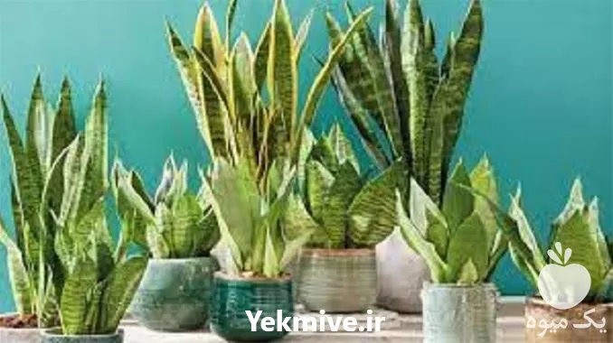 آموزش پرورش گیاهان زینتی در تهران در گروه دوره آموزش کشاورزی در یکمیوه -عکس1