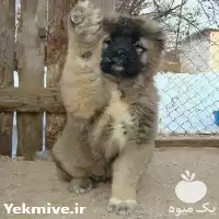 فروش قدرت سگ قفقازی اصیل در کرج در گروه سگ و گربه در یکمیوه