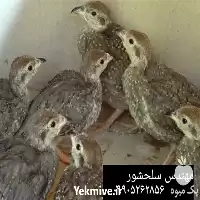 فروش جوجه کبک در گروه مرغ و خروس و بوقلمون و اردک قو قاز در یکمیوه