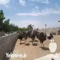 آموزش پرورش شترمرغ به صورت حضوری در گروه دوره آموزش کشاورزی در یکمیوه