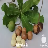 فروش نهال ماکادمیا فندق استرالیایی در گروه خرید و فروش نهال ماکادمیا در یکمیوه