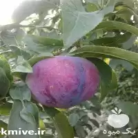 خرید نهال آلو شابلون رقم جارویی در مازندران در گروه خرید و فروش نهال در یکمیوه