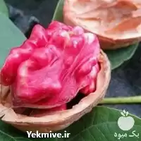 فروش نهال گردوی گرمسیری در ایلام در گروه خرید و فروش نهال گردو در یکمیوه