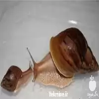 آموزش پرورش حلزون آچاتینا در گروه دوره آموزش کشاورزی در یکمیوه