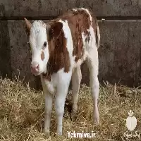 قیمت خرید گوساله هلشتاین در بوشهر در گروه گاو و گوسفند و میش و بز کهره گوساله در یکمیوه