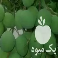 قیمت خرید انبه مخصوص ترشی در میناب در گروه محصولات ترشی در یکمیوه