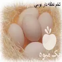 فروش تخم نطفه دار انواع پرندگان در گروه انواع تخم ها در یکمیوه