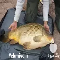 کامل جامع دوره پرورش ماهی کپور در گروه دوره آموزش کشاورزی در یکمیوه