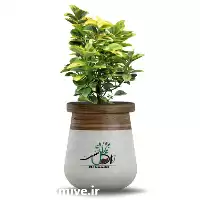 فروش گیاه شمشاد طلایی در گروه خرید و فروش گیاهان زینتی در یکمیوه