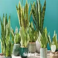 آموزش پرورش گیاهان زینتی در تهران در گروه دوره آموزش کشاورزی در یکمیوه