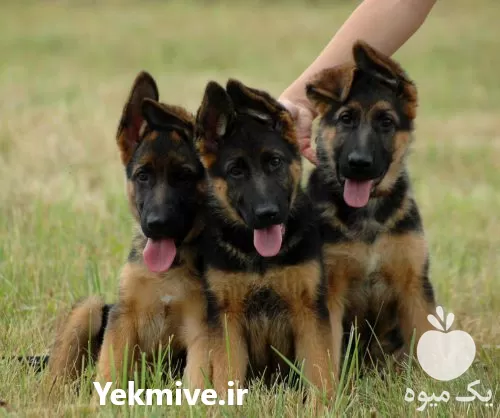 فروش سگ ژرمن شپرد اصیل در البرز در گروه سگ و گربه در یکمیوه -عکس1