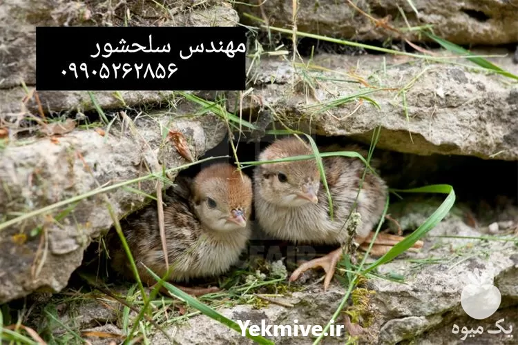 قیمت خرید جوجه کبک در هرمز در گروه مرغ و خروس و بوقلمون و اردک قو قاز در یکمیوه -عکس1
