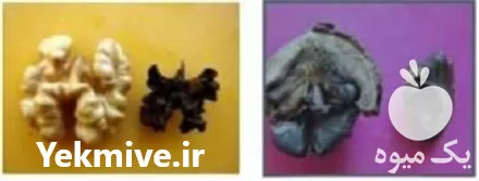 جلوگیری از سیاه شدن مغز گردو در گروه خرید و فروش گردو در یکمیوه -عکس1