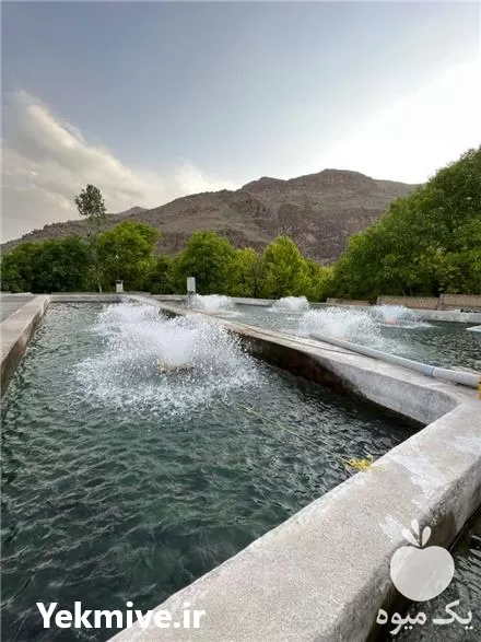 خرید عمده تک انواع بچه ماهی در مشهد در گروه خرید و فروش انواع ماهی در یکمیوه -عکس1