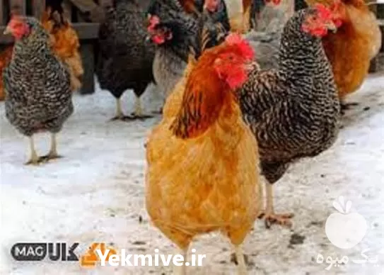 خرید آموزش بهداشت و بیماری طیور در تهران در گروه دوره آموزش کشاورزی در یکمیوه -عکس1