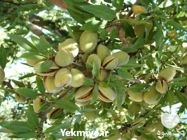 فروش قیمت نهال بادام تونو در گروه خرید و فروش نهال بادام در یکمیوه -عکس1