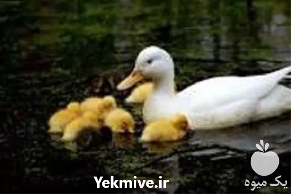 آموزش پرورش اردک در گروه دوره آموزش کشاورزی در یکمیوه -عکس1