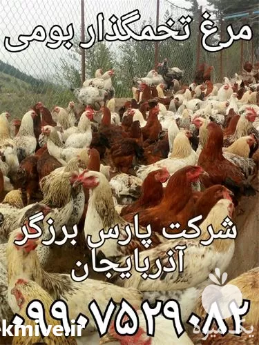 قیمت خرید مرغ بومی گلپایگان در آذربایجان غربی در گروه مرغ و خروس و بوقلمون و اردک قو قاز در یکمیوه -عکس1