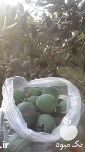 فروش نهال فوجیا برزیلی گلدانی در مازندران در گروه خرید و فروش نهالستان در یکمیوه -عکس1