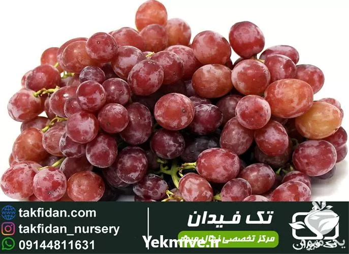 خرید نهال انگور اسکارلت رویال در گروه خرید و فروش نهال انگور در یکمیوه -عکس1