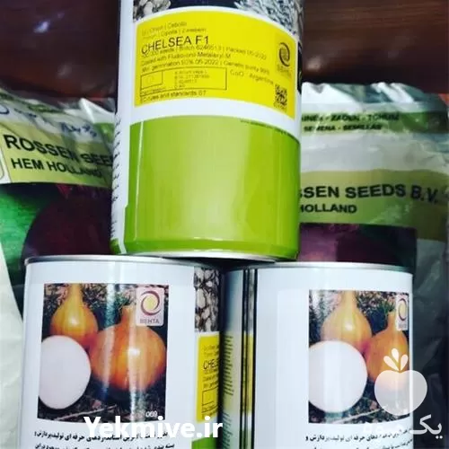 فروش بذر پیاز زرد انزا چلسی در گروه خرید و فروش بذر پیاز در یکمیوه -عکس1
