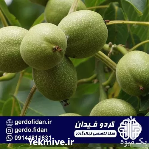 فروش نهال گردو پدرو در فارس در گروه خرید و فروش نهال گردو در یکمیوه -عکس1