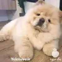 خرید سگ چاوچاو توله چاوچاوسفید سگ در گروه سگ و گربه در یکمیوه