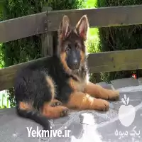 فروش سگ ژرمن شپرد نگهبان اصیل در گروه سگ و گربه در یکمیوه