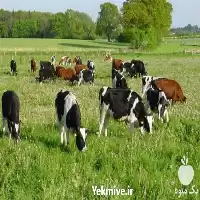 پرورش دام سنگین گام به گام در گروه خرید و فروش دام سبک در یکمیوه