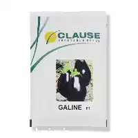 فروش بذر بادمجان لامپی میروال در گروه خرید و فروش بذر بادمجان در یکمیوه