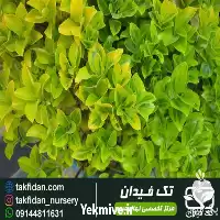 خرید و قیمت نهال شمشاد در آذربایجان غربی در گروه خرید و فروش گیاهان زینتی در یکمیوه