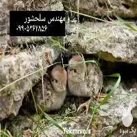قیمت خرید جوجه کبک در هرمز در گروه مرغ و خروس و بوقلمون و اردک قو قاز در یکمیوه