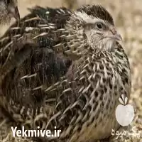 قیمت خرید بلدرچین نیمچه در مشهد در گروه مرغ و خروس و بوقلمون و اردک قو قاز در یکمیوه