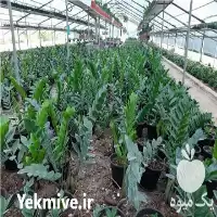 خرید عمده انواع گل گیاهان اپارتمانی در تهران در گروه خرید و فروش گیاهان زینتی در یکمیوه