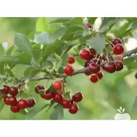 قیمت خرید نهال آلبالو مجاری در گروه خرید و فروش نهال میوه در یکمیوه